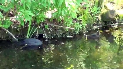 Güzellikler her yerde - Ördekler