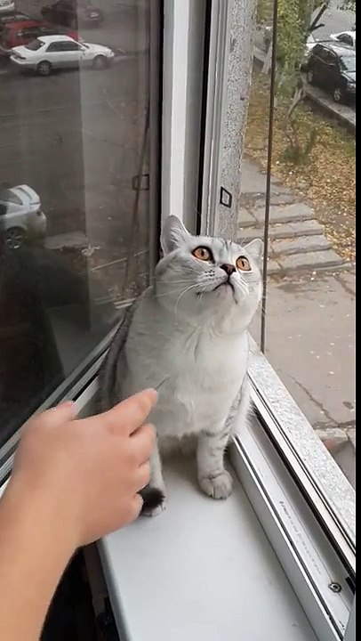 Gato concentradísimo en...