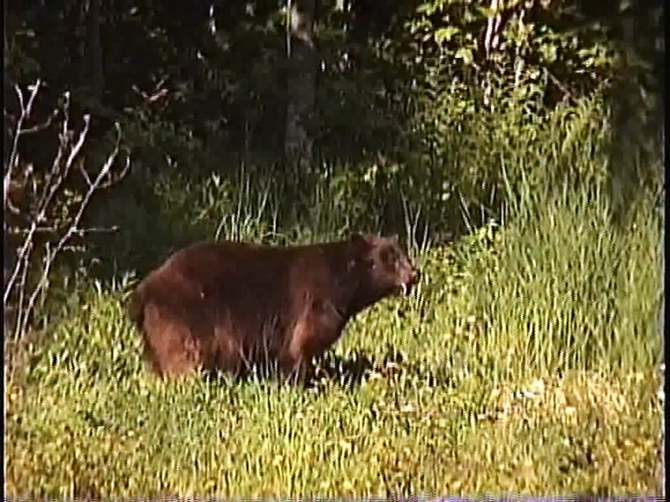 Bella Coola Natural History: Mountain Bluebird, White-throated Sparrow, Black Bear, Calliope Hummingbird