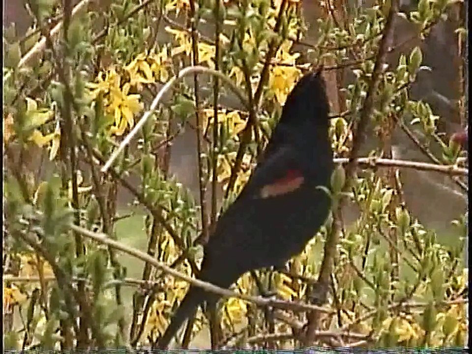 Bella Coola Natural History: Lincoln's Sparrow, Mourning Dove, Calliope Hummingbird, House Finch