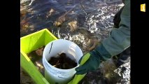 Archives sur la pêche à pied : les oursins