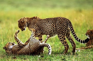 Büyük Kedilerin Günlüğü | 7.Bölüm