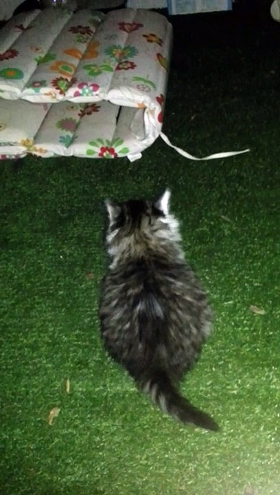 Chatons - Nico jr chasse la mouche