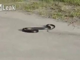 Un serpent très bizarre...
