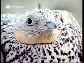 Horizontes da Memória - Janela na Planície - 2000