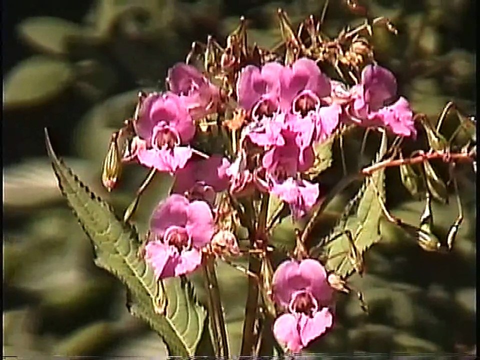 Bella Coola Natural History: Bald Eagle, American Dipper, Red-tailed Hawk, Eurasian Starling