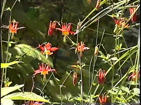 Bella Coola Natural History: Trumpeter Swans, Rufous Hummingbird, Purple Finch, White-crowned Sparrow, Grizzly Bear