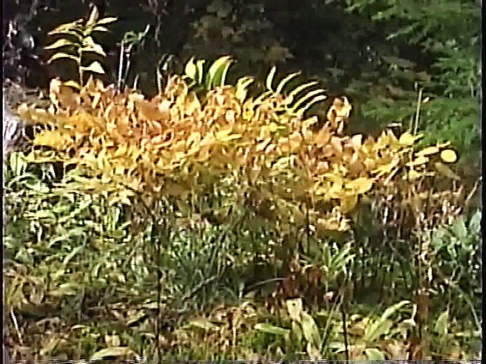 Bella Coola Natural History: River Otter, Northern Shrike, Oregon Junco, Fox Sparrow, Eurasian Collared-Dove