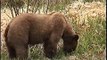 Bella Coola Natural History: Grizzly Bear, Golden-crowned Sparrow, Brown Bear , Angelwing Butterfly, Silk Moth