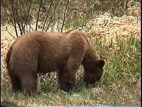Bella Coola Natural History: Grizzly Bear, Golden-crowned Sparrow, Brown Bear , Angelwing Butterfly, Silk Moth