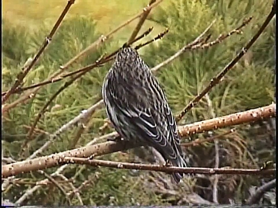Bella Coola Natural History: Purple Finch, Spotted Towhee, Great Blue Heron, Calliope Hummingbird, Ring-necked Pheasant