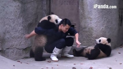These Adorable Baby Pandas Won't Take Their Medicine