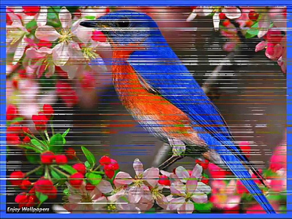 les oiseaux 3