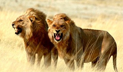 Büyük Kedilerin Günlüğü | 11.Bölüm