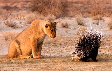 Büyük Kedilerin Günlüğü | 12.Bölüm