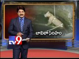 Lion falls into well in Gujarat, rescued - Tv9