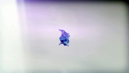 RealFlow Liquid Flow-002