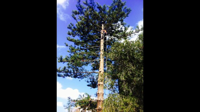 Tree Removal and maintenance Services Blacktown|Tree maintenance Parramatta|Tree Removal Penrith|Tree Removal Western Sydney