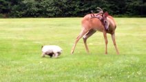 Deer and french bulldog become friends and play in the garden - Video Dailymotion