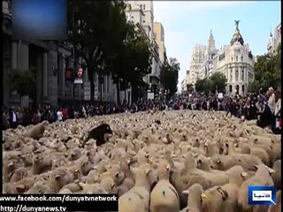 Dunya News - 2,000 sheep invade Madrid as part of symbolic shepherd protest