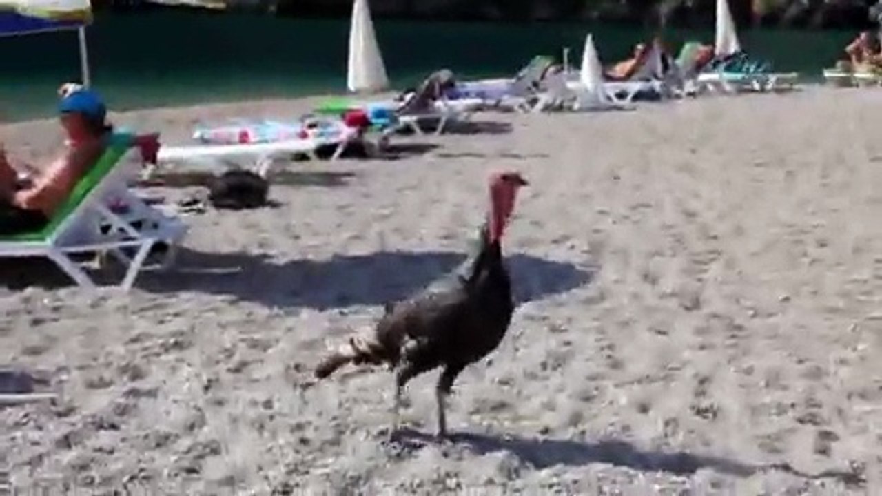 Şaşkın hindi plaja indi