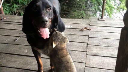 Une amitié entre un chien et un raton laveur