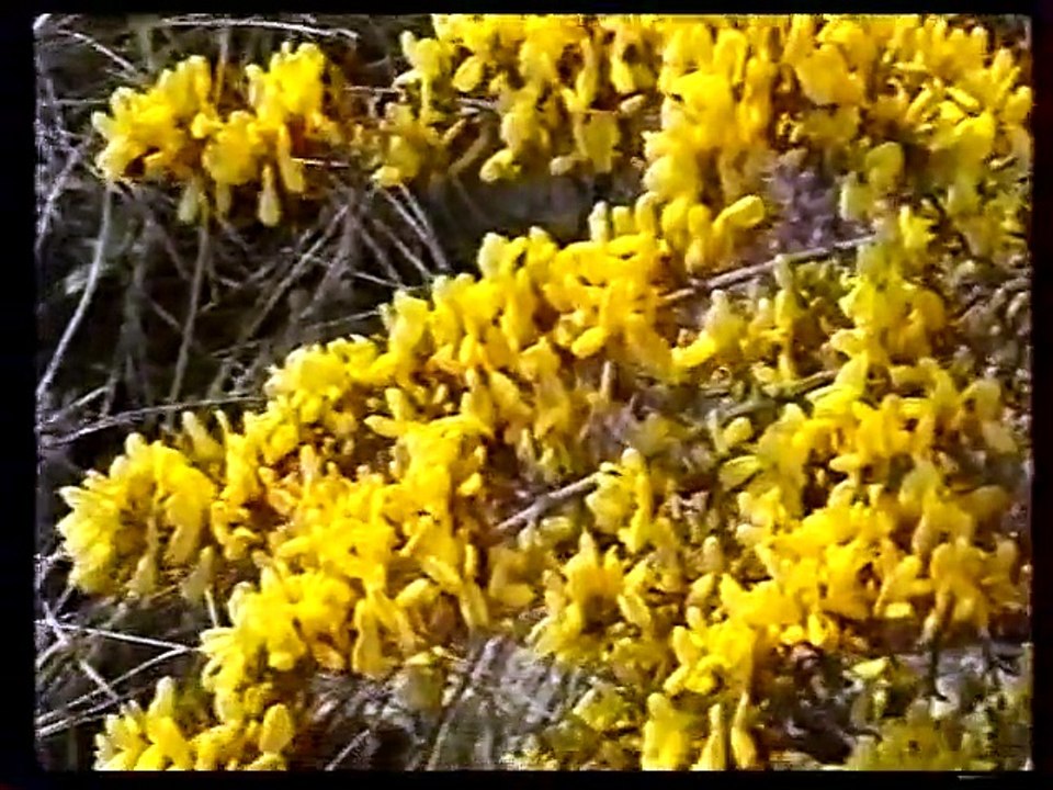 St André 1999 ( 1ère partie )