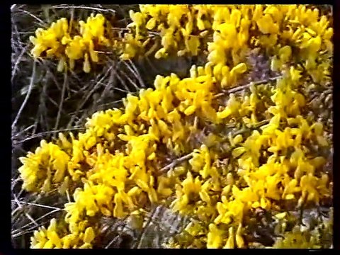 St André 1999 ( 1ère partie )