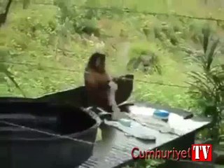 Çamaşır yıkayan kızgın maymun