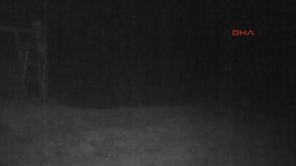 Mezardan Ceset Çıkaran Ayı Görüntülendi