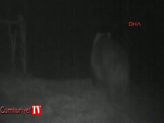 Mezardan ceset çıkaran ayı görüntülendi