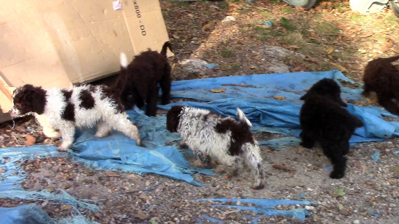 Chiot Chien D'Eau Espagnol The Sourannya