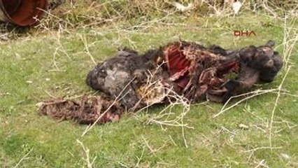 Bingöl'de Yakılan Ahırda 62 Hayvan Telef Oldu