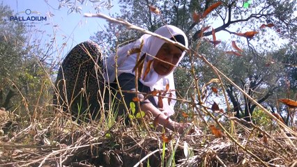 Zeytinin yolculuğu...