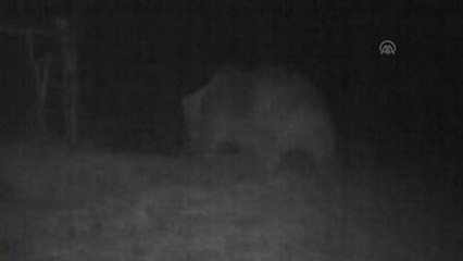 Mezardan Ceset Çıkartıp Parçaladığı İddia Edilen Ayı