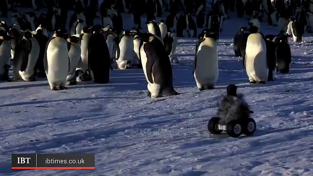 Des vrais manchots face à un robot bébé manchot