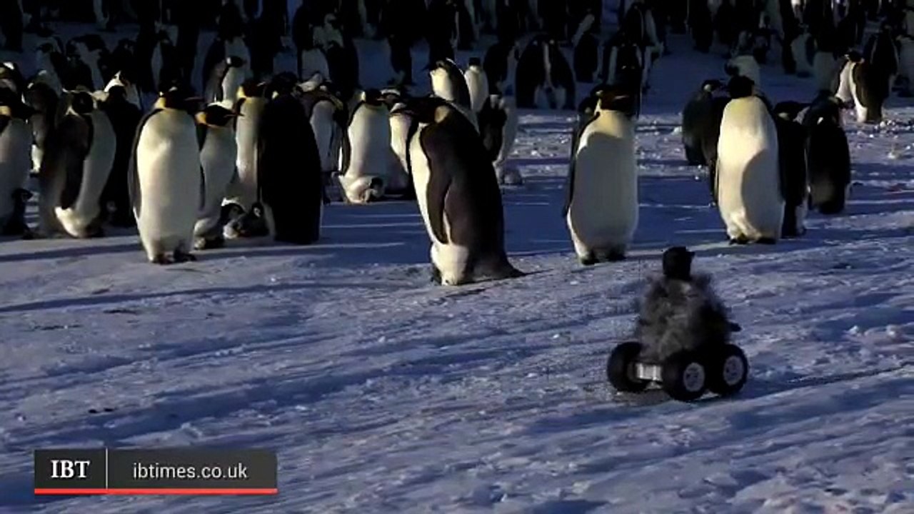 Des vrais manchots face à un robot bébé manchot