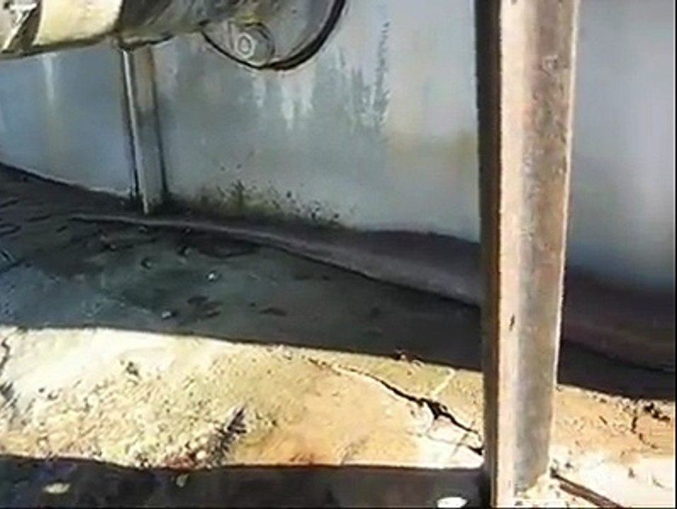 The Funny Video Must Watch Snake.......