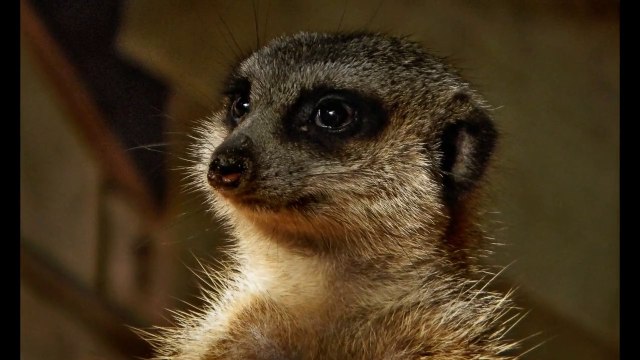 Рижский зоопарк ( часть 2 )