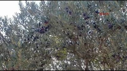 Kırkağaç Anıt Ağaçta Zeytin Bolluğu
