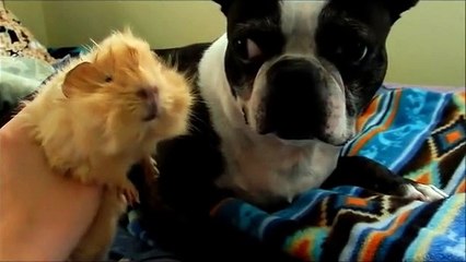Boston Terrier and baby Guinea pig