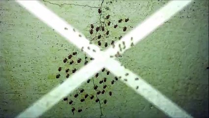 Des insectes se déplacent sur un mur en étant synchronisés