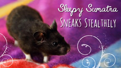 Sleepy Sumatra Sneaks Stealthily!