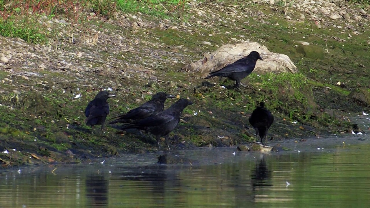 Le Corbeaux Freux.Visionner en HD 1080.