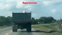 On the road of the slaughterhouse, piglet finds freedom by jumping down from the truck