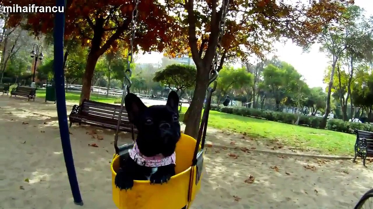 Funny Puppy Videos Compilation 2014.