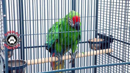 Animated Parrot Macaw