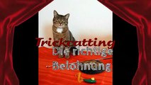 Die richtige Belohnung fürs Clickertraining mit Katzen