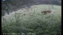 ITV News_ Footage shows foxes being fed in area where hunting takes place 4Nov14