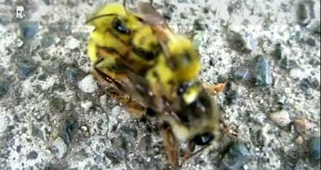 BUMBLE BEE SEX CAUGHT ON CAMERA
